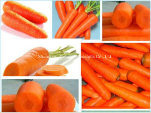 New Crop Fresh Exporting Carrot